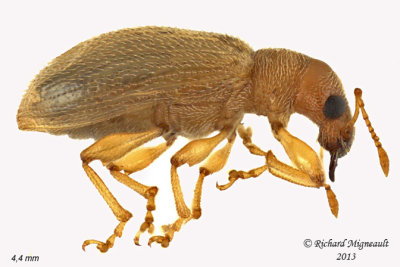 Weevil Beetle - Phyllobius oblongus 2 m13