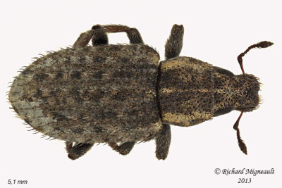 Weevil Beetle - Sitona hispidulus 2 m13
