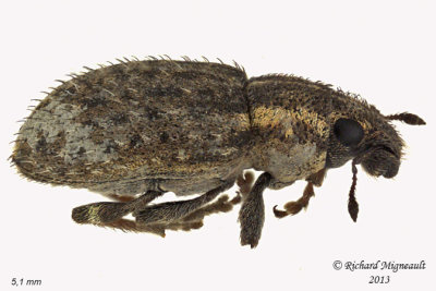 Weevil Beetle - Sitona hispidulus 1 m13