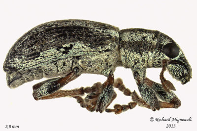 Weevil Beetle - Sitona lineellus 1 m13