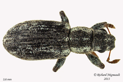 Weevil Beetle - Sitona lineellus 2 m13