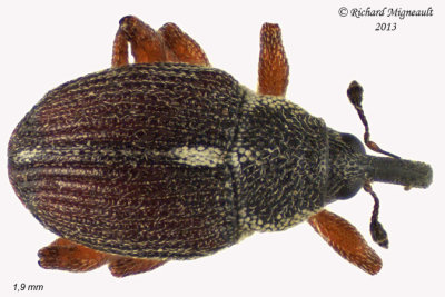 Weevil Beetle - Amalus scortillum 1 m13
