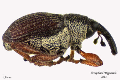 Weevil Beetle - Amalus scortillum 2 m13
