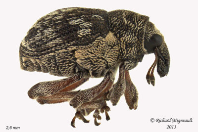 Weevil beetle - Rhinoncus castor 1 m13