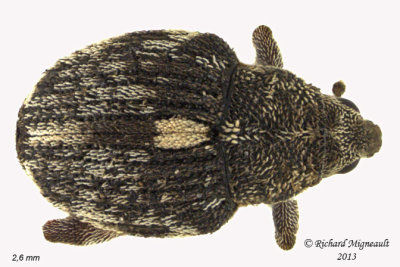 Weevil beetle - Rhinoncus castor 2 m13