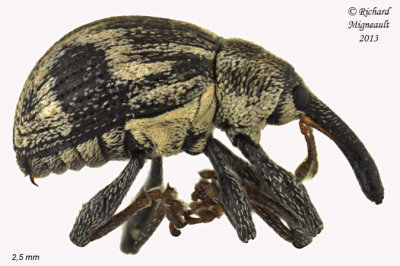 Weevil Beetle - Anthonomus lecontei 1 m13
