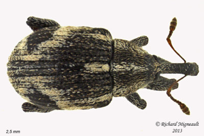 Weevil Beetle - Anthonomus lecontei 2 m13