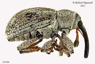 Weevil beetle - Anthonomus - squamosus group 1 m13