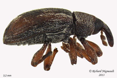 Weevil beetle - Ellescus scanicus 1 m13