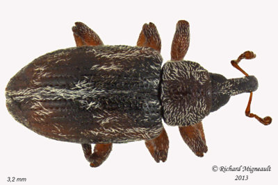 Weevil beetle - Ellescus scanicus 2 m13 