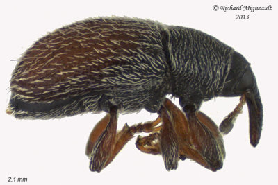 Weevil beetle - Mecinus pascuorum 1 m13