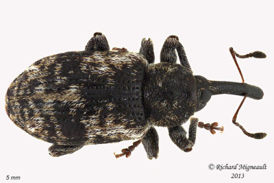 Weevil beetle - Proctorus sp 1 m13