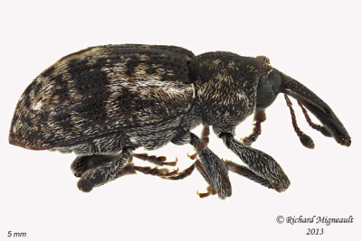 Weevil beetle - Proctorus sp 2 m13