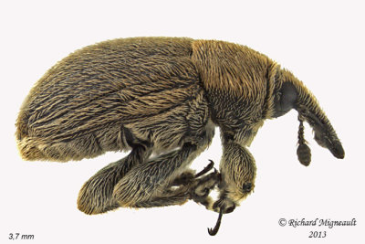 Weevil beetle - Rhinusa tetra 1 m13
