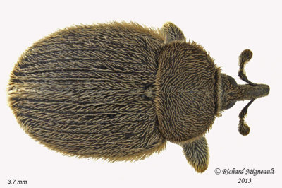 Weevil beetle - Rhinusa tetra 2 m13