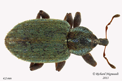 Weevil Beetle - Hypera nigrirostris 2 m13
