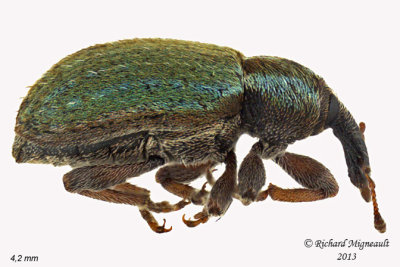 Weevil Beetle - Hypera nigrirostris 1 m13