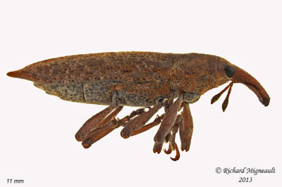 Weevil Beetle - Lixus rubellus 1 m13