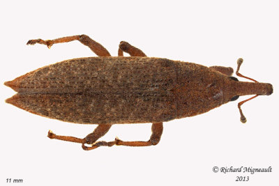 Weevil Beetle - Lixus rubellus 2 m13