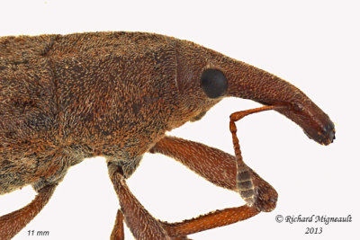 Weevil Beetle - Lixus rubellus 3 m13