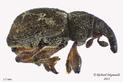 Weevil beetle - Tanysphyrus lemnae 1 m13