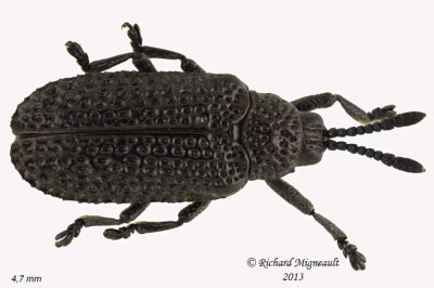 Leaf beetle - Microrhopala excavata m13