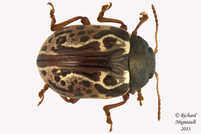 Leaf Beetle - Calligrapha alni m13