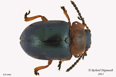Leaf Beetle - Gastrophysa polygoni 1 m13