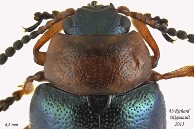 Leaf Beetle - Gastrophysa polygoni 2 m13