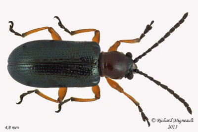 Leaf Beetle - Oulema melanopus 1 m13