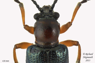 Leaf Beetle - Oulema melanopus 2 m13