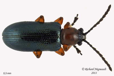 Leaf Beetle - Oulema melanopus 3 m13