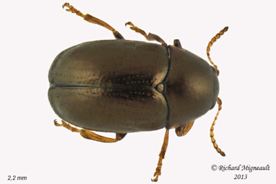 Leaf Beetle - Diachus auratus m13