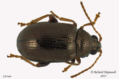 Leaf Beetle - Crepidodera heikertingeri 1 m13
