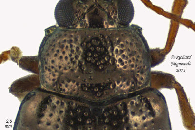 Leaf Beetle - Crepidodera heikertingeri 2 m13