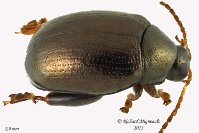Leaf beetle - Dibolia sp 2 m13