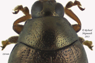 Leaf beetle - Dibolia sp 3 m13