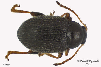 Leaf Beetle - Epitrix cucumeris 1 m13