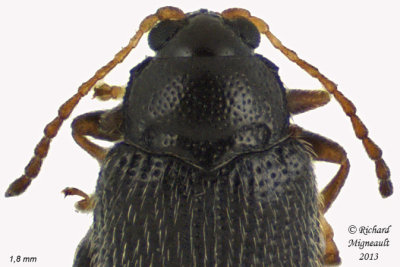 Leaf Beetle - Epitrix cucumeris 2 m13