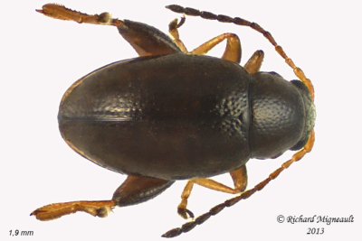 Leaf beetle - Longitarsus sp 1 m13