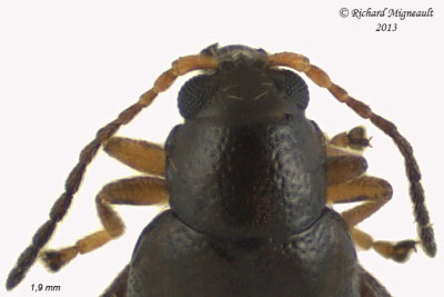 Leaf beetle - Longitarsus sp 2 m13