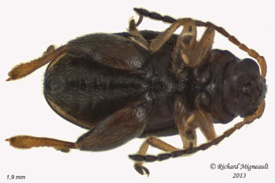 Leaf beetle - Longitarsus sp 3 m13