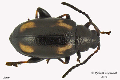 Leaf beetle - Phyllotreta striolata 1 m13