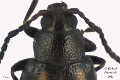 Leaf beetle - Phyllotreta striolata 2 m13