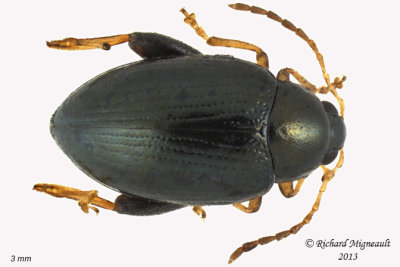 Leaf Beetle - Psylliodes sp2 1 m13