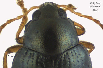 Leaf Beetle - Psylliodes sp2 2 m13