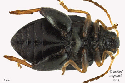Leaf Beetle - Psylliodes sp2 3 m13