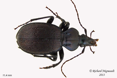 Ground Beetle - Sphaeroderus canadensis canadensis 1 m13 