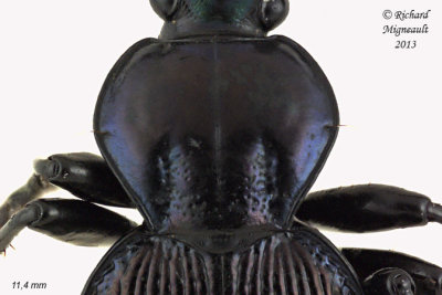 Ground Beetle - Sphaeroderus canadensis canadensis 2 m13 