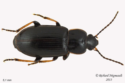 Ground beetle - Bradycellus nigrinus3 1 m13